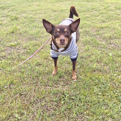 a0291132_14010499.jpeg