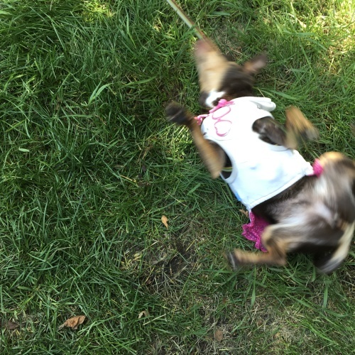 a0291132_14561196.jpeg