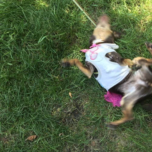 a0291132_14562530.jpeg