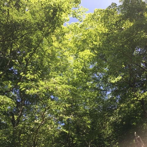 a0291132_15092192.jpeg