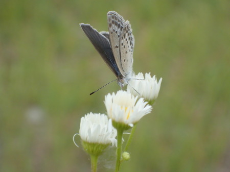 2018年6月下旬　栃木県　シルビアシジミ その１_c0353632_07151871.jpg