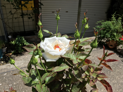 f0327534_11090326.jpg