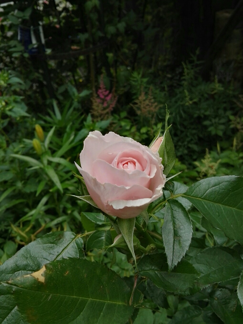c0234938_20150537.jpg