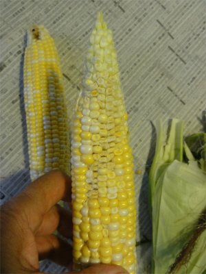 d0111439_19453716.jpg