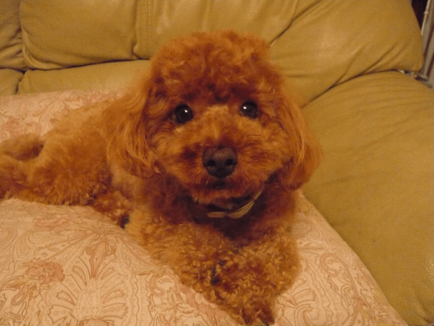 c0365341_21073100.gif