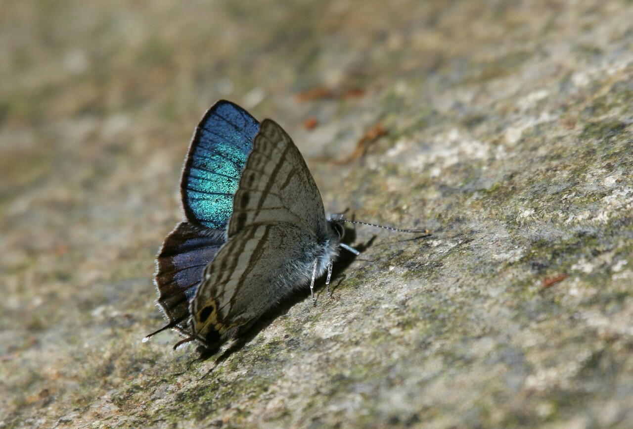 d0361041_11225716.jpg