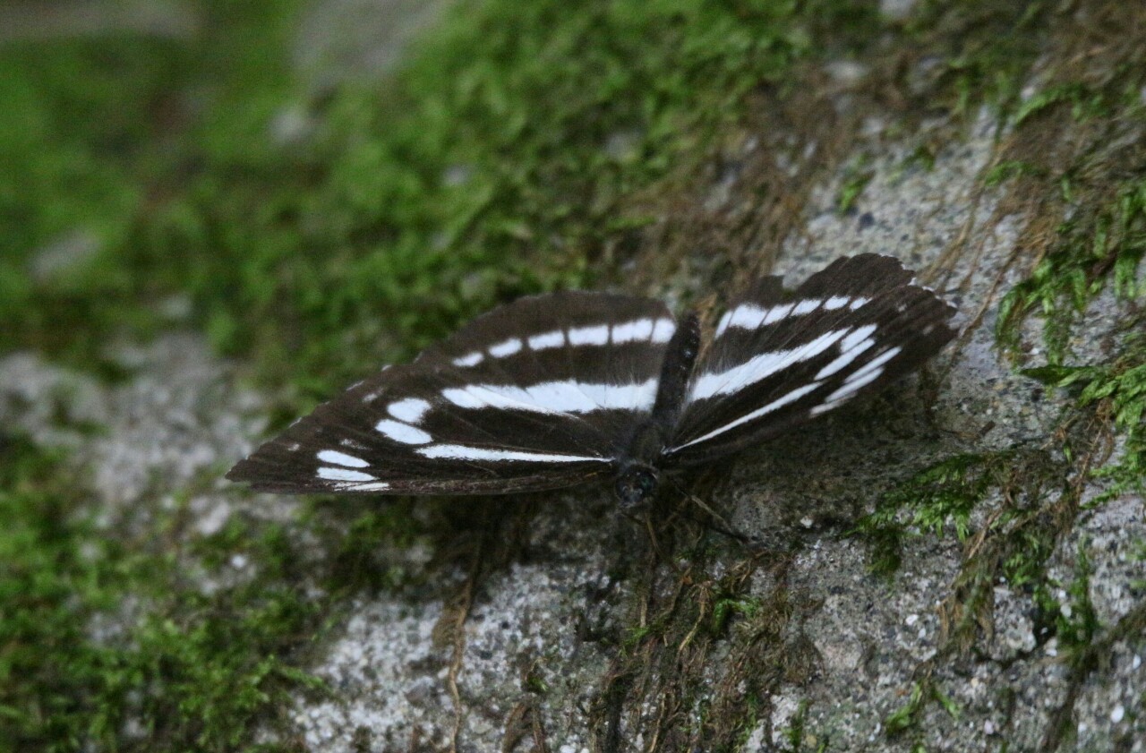 d0361041_11243852.jpg