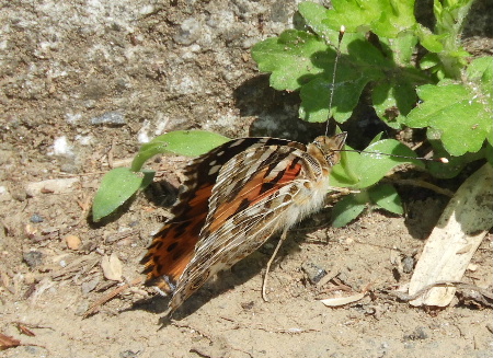 e0172950_21181383.jpg