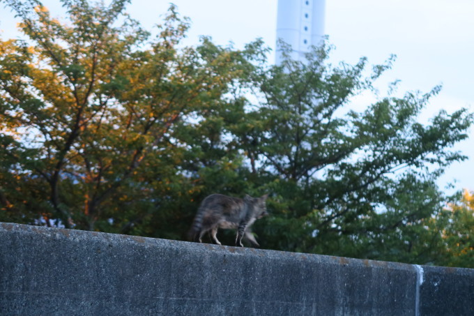 海に住む猫のお話_e0348754_12420117.jpg