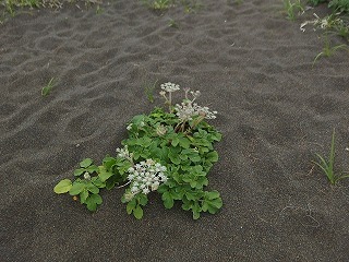 ワッカ原生花園でサイクリング(追記ありと訂正あり)_e0004756_21014945.jpg