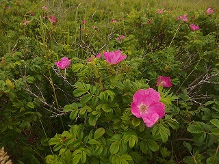 ワッカ原生花園でサイクリング(追記ありと訂正あり)_e0004756_21441405.jpg