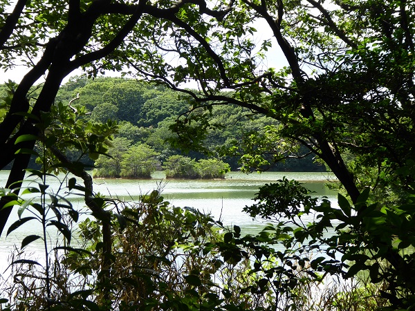 九大の森　福岡県篠栗町_c0222861_2038132.jpg