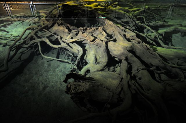 特別天然記念物　魚津埋没林博物館_c0081462_08083049.jpg