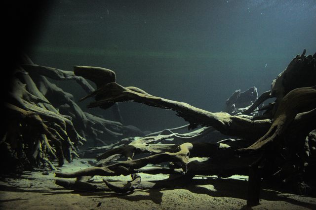 特別天然記念物　魚津埋没林博物館_c0081462_08083376.jpg