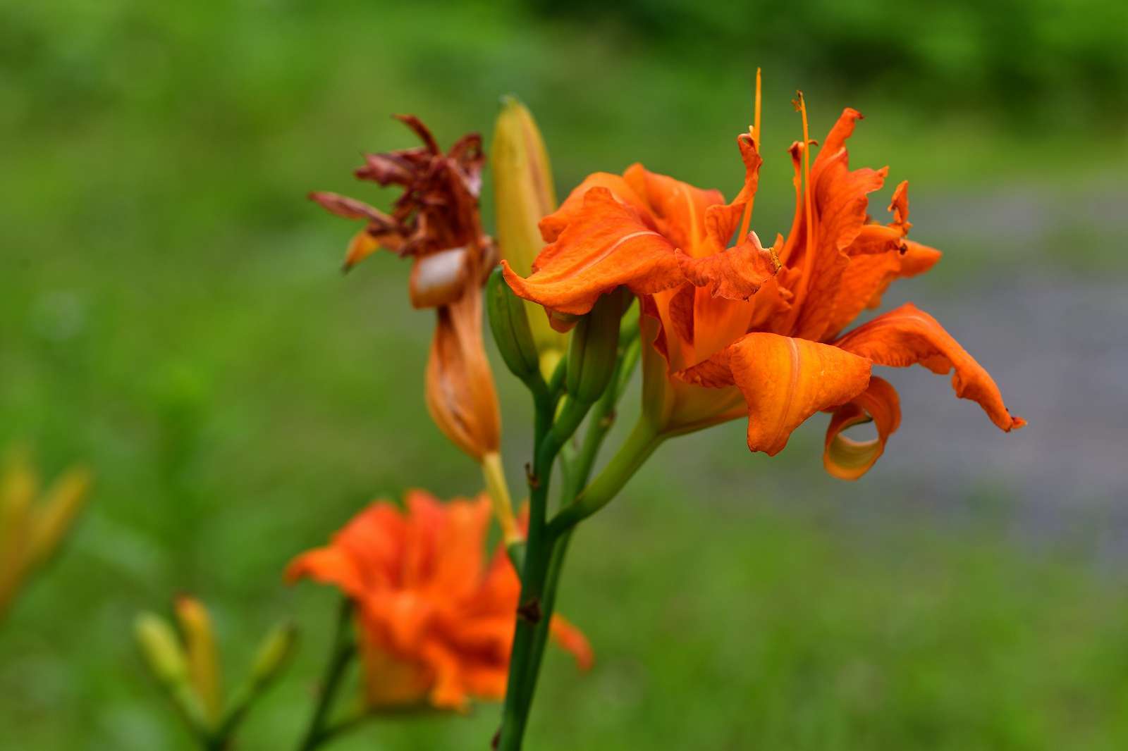 高尾方面の花_d0328977_09574048.jpg