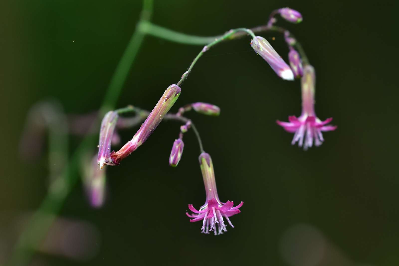 高尾方面の花_d0328977_09575524.jpg