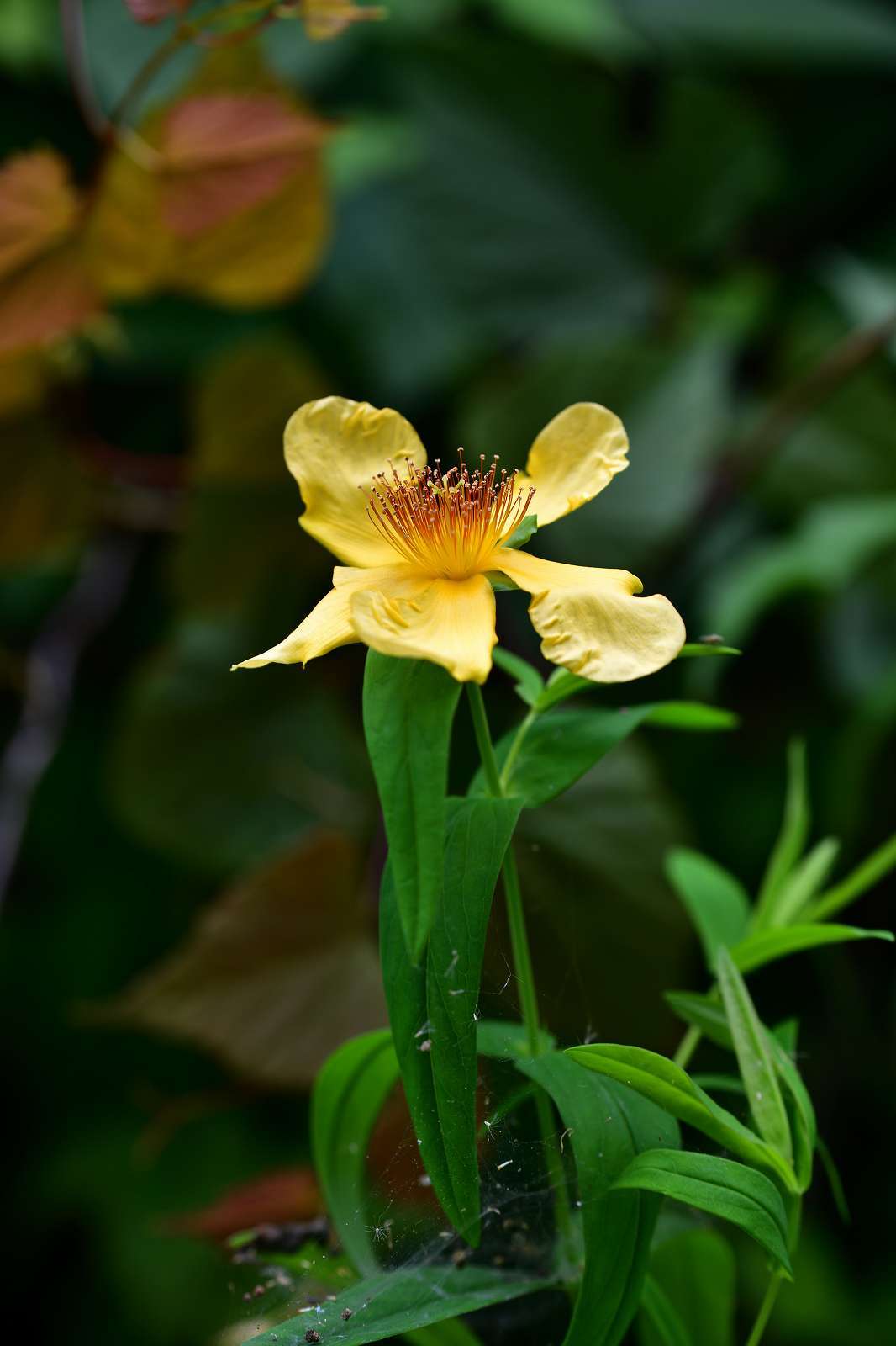 高尾方面の花_d0328977_09575684.jpg