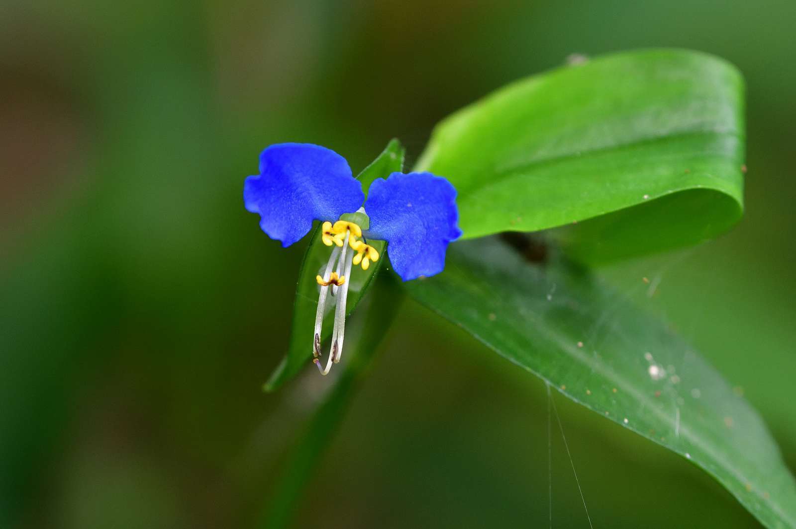 高尾方面の花_d0328977_09584145.jpg