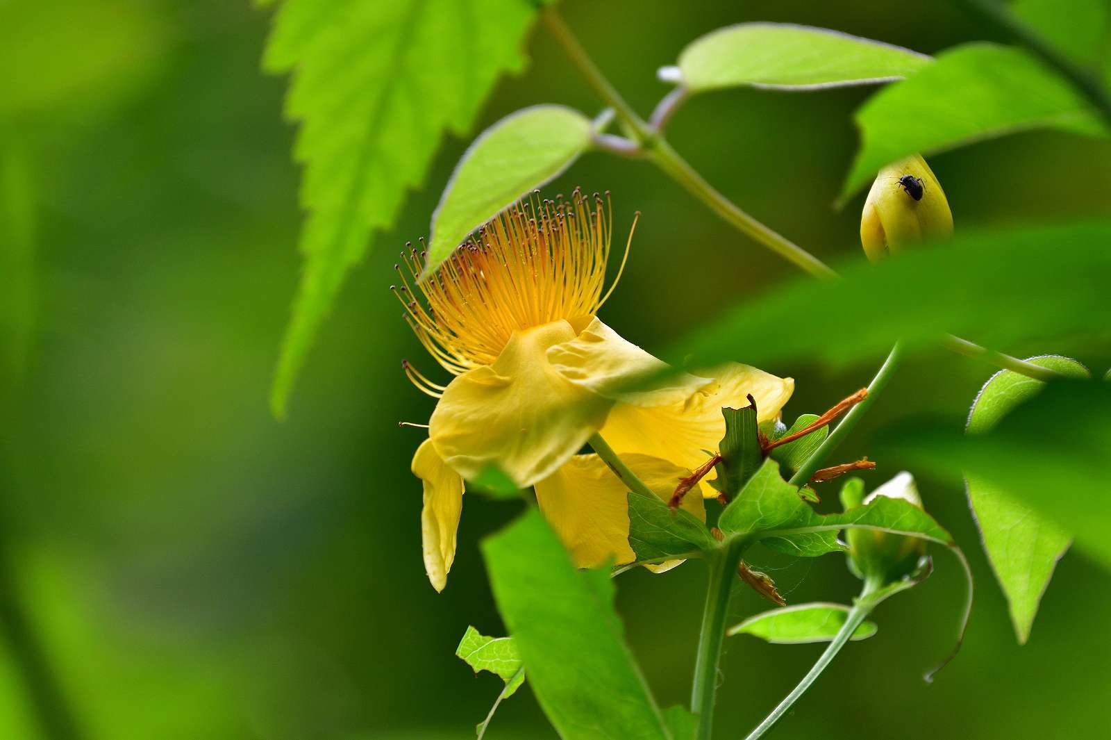 高尾方面の花_d0328977_09584182.jpg