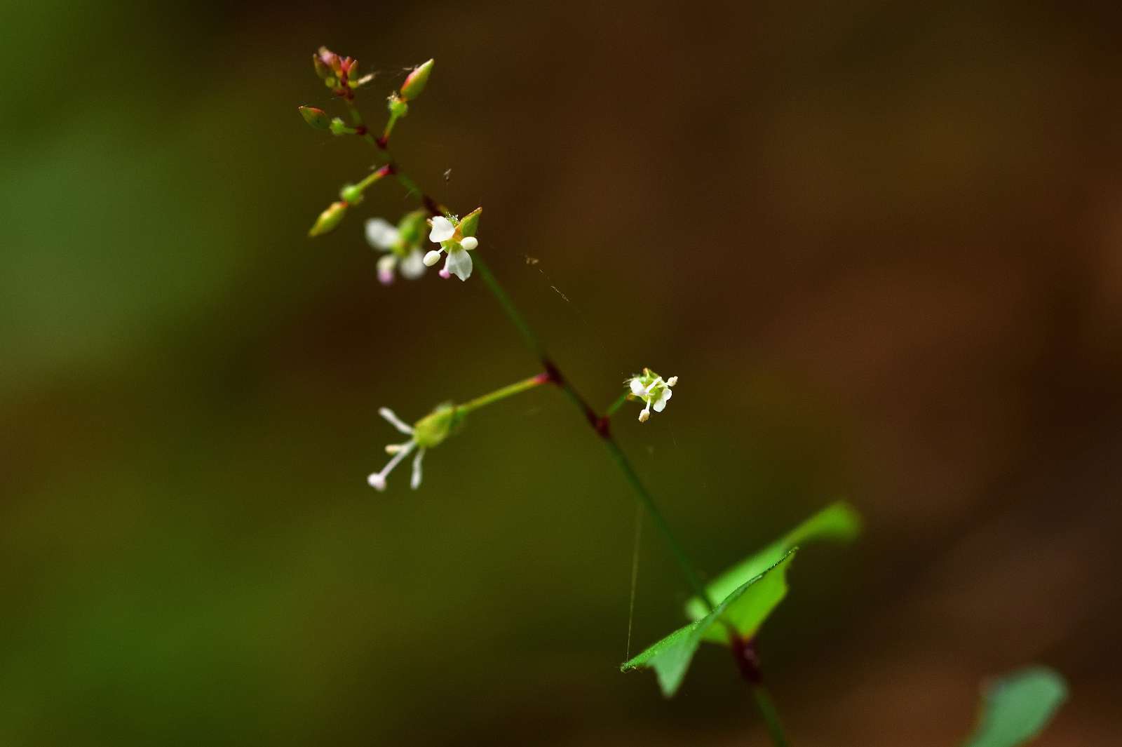 高尾方面の花_d0328977_09584207.jpg