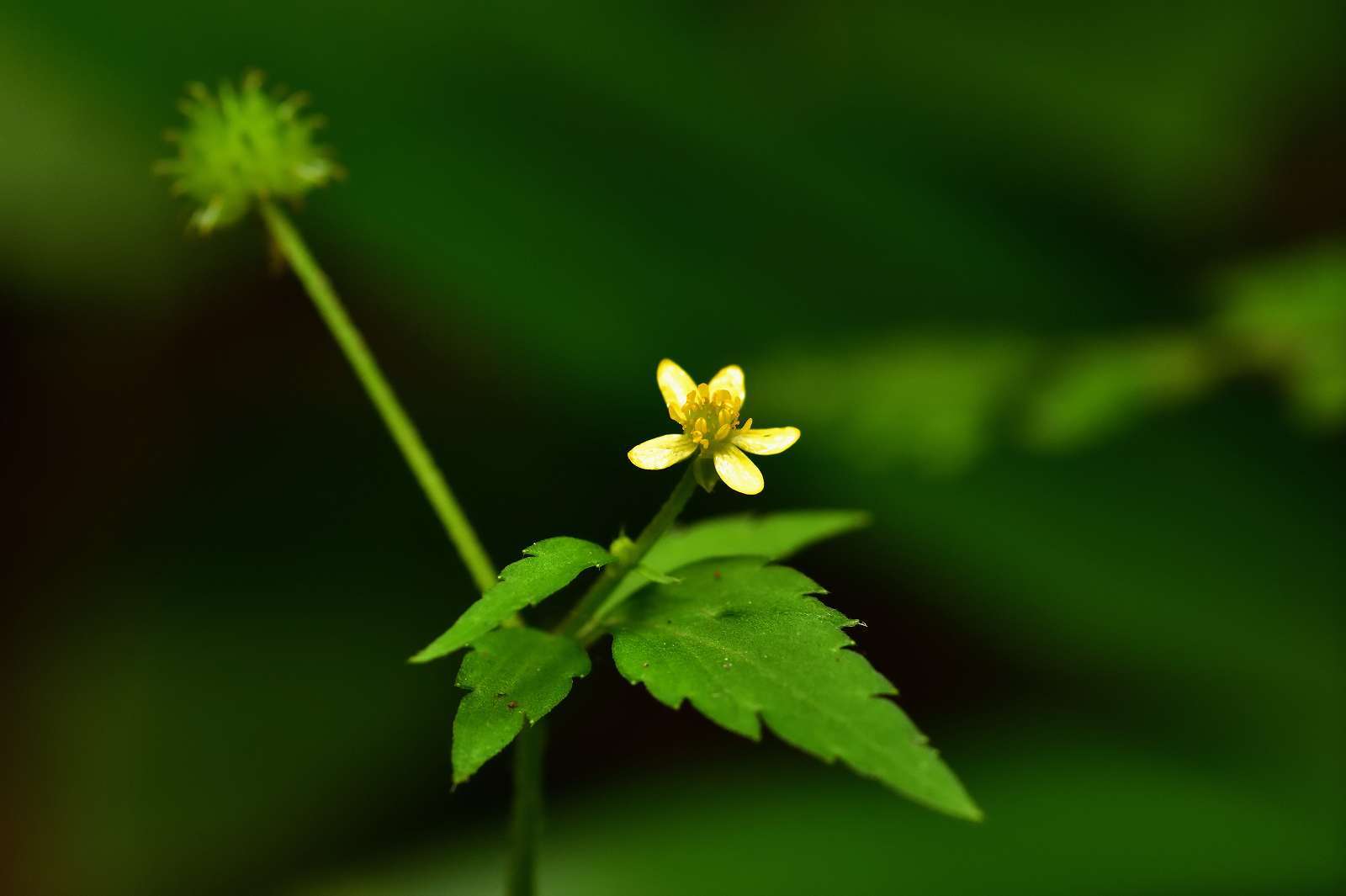 高尾方面の花_d0328977_09584281.jpg