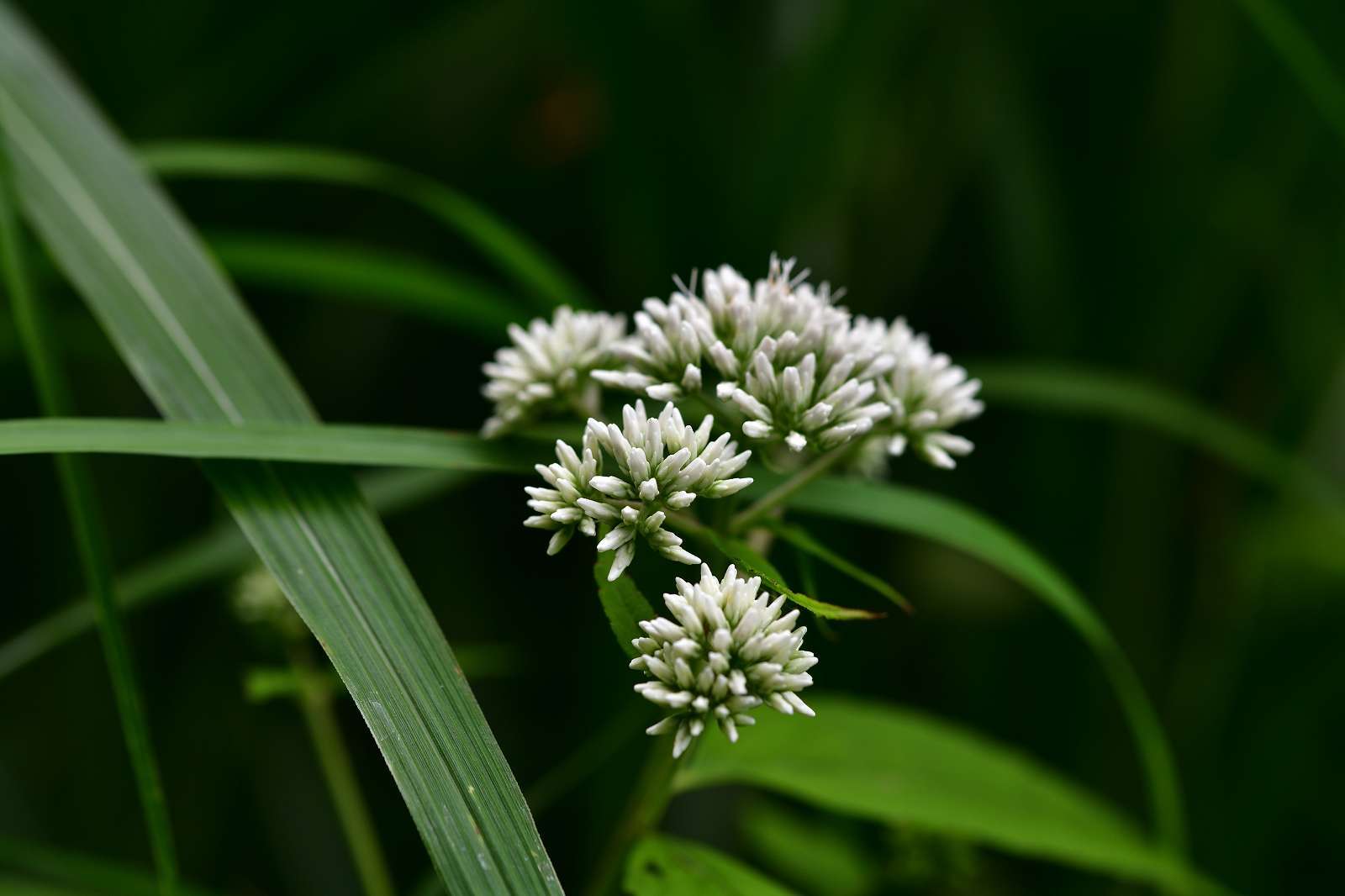 高尾方面の花_d0328977_09585298.jpg