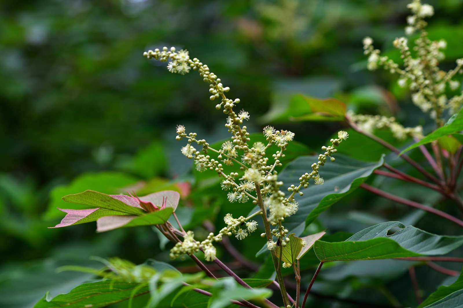 高尾方面の花_d0328977_09585317.jpg