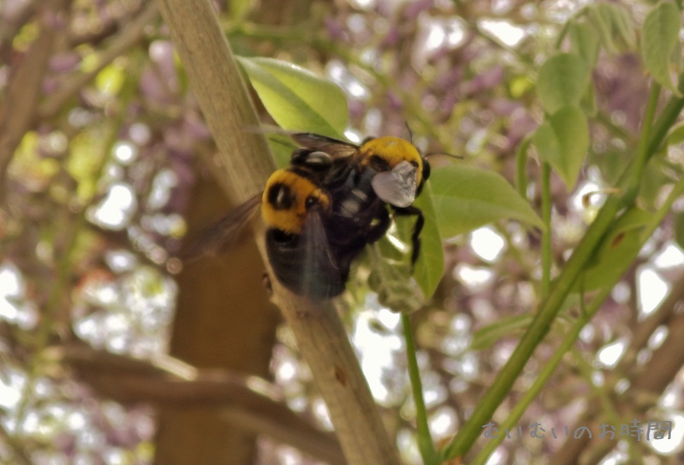 クマバチの交尾 昆虫すごいぜ むいむいのお時間