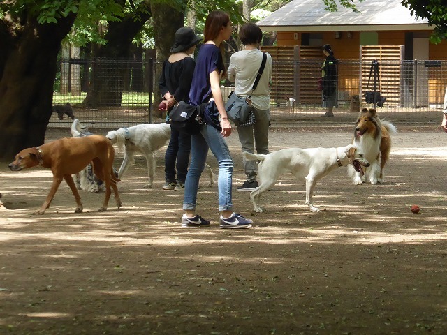 代々木公園から奥渋通って渋谷駅へ♪　カルガモ親子にはまだ会えなかったけど♪_b0287088_16081076.jpg