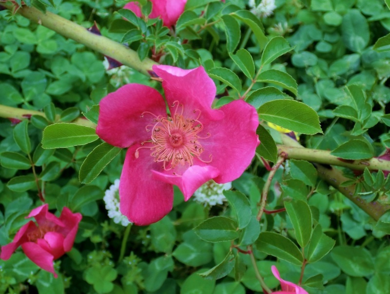 ロサ・キネンシス」と「ロサ・ギガンテア」 : hebdo時季(とき)の花 ロサ・キネンシス」と「ロサ・ギガンテア」 : hebdo時季(とき)の花