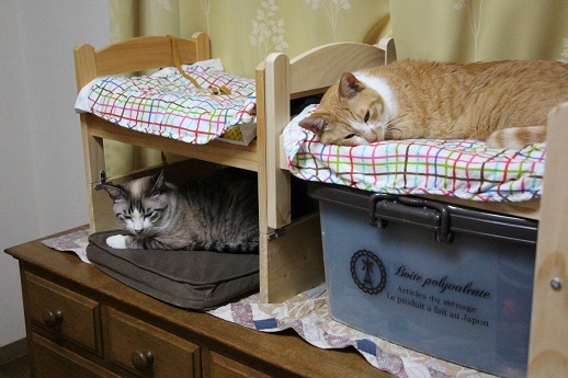 ねこベッド劇場_a0333195_21471346.jpg