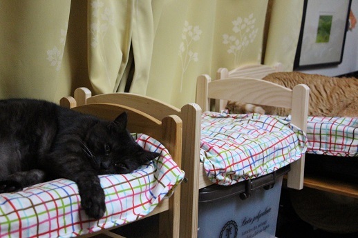 ねこベッド劇場_a0333195_21471902.jpg