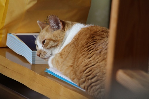 ねこベッド劇場_a0333195_21553078.jpg