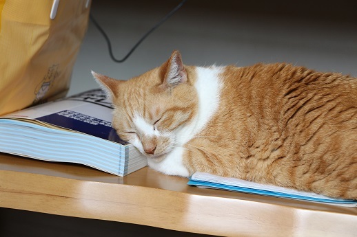 ねこベッド劇場_a0333195_21553765.jpg