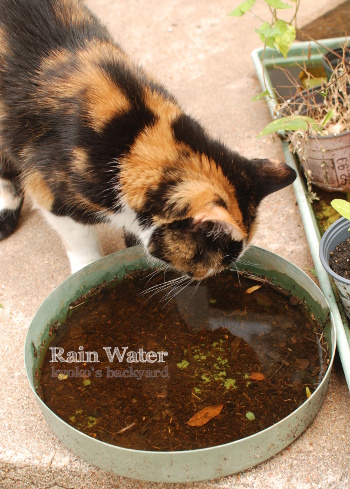雨水飲み放題_b0253205_04305254.jpg