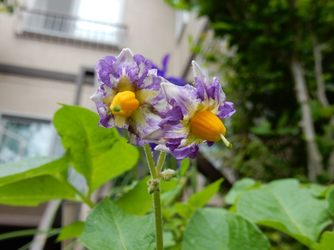 高温多湿で曇りの今日も午後から大雨_c0025115_21174558.jpg