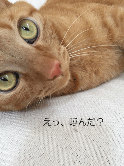 e0195115_09042252.gif