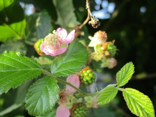 b0381325_04043513.jpg