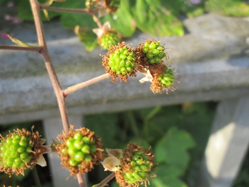 b0381325_04044726.jpg