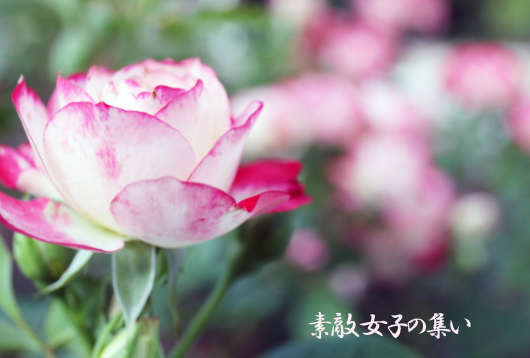 a0245136_14144207.jpg