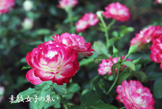 a0245136_14145074.jpg