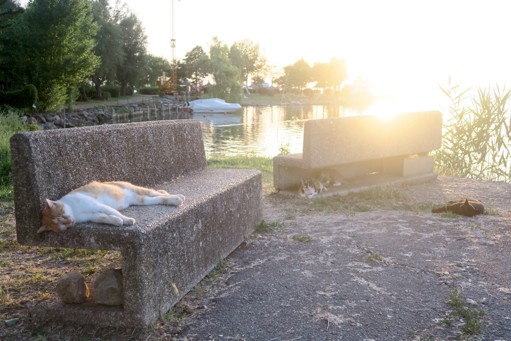 金色の湖畔の爆睡猫・子猫 独り夕焼け愛でる猫_f0234936_72907.jpg