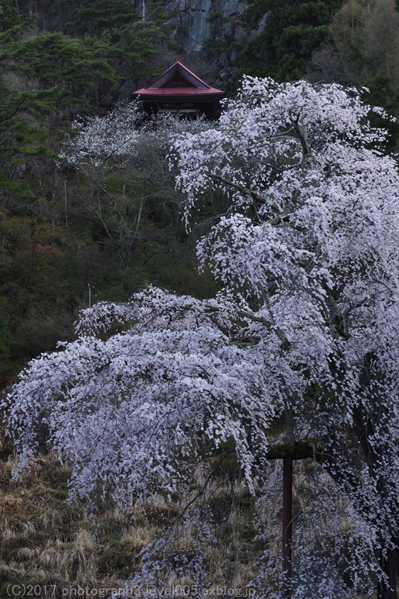 高山村 赤和観音のしだれ桜_e0362037_21311514.jpg