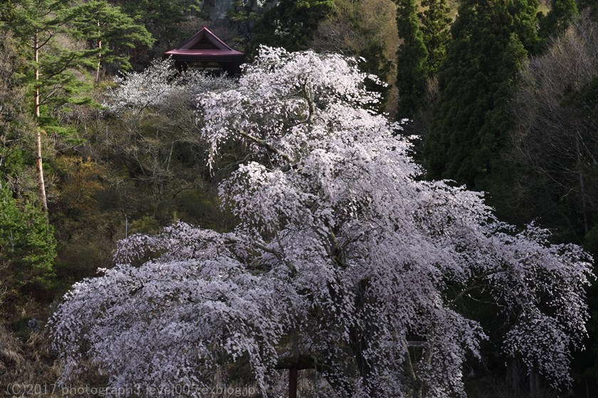 高山村 赤和観音のしだれ桜_e0362037_21312042.jpg