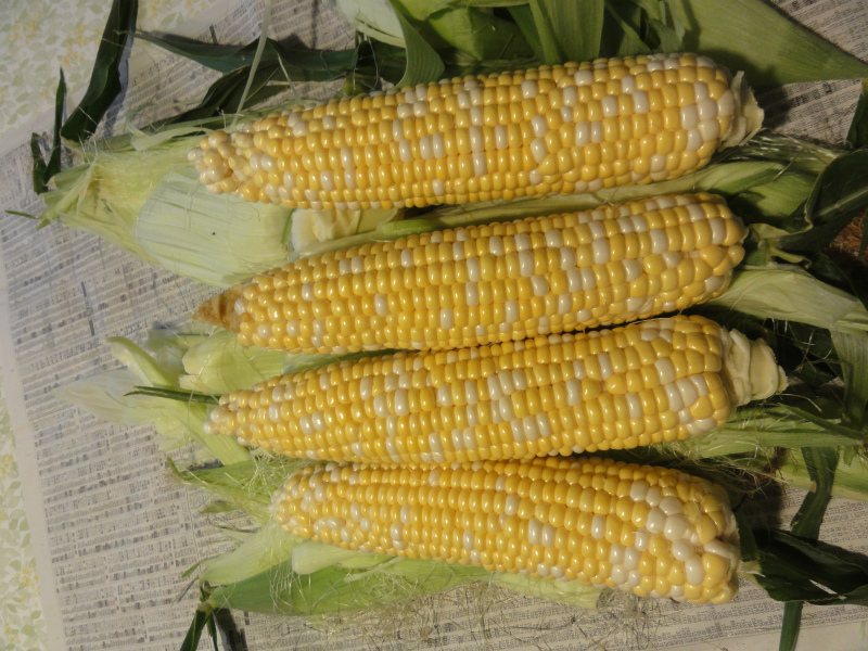 d0111439_13501386.jpg