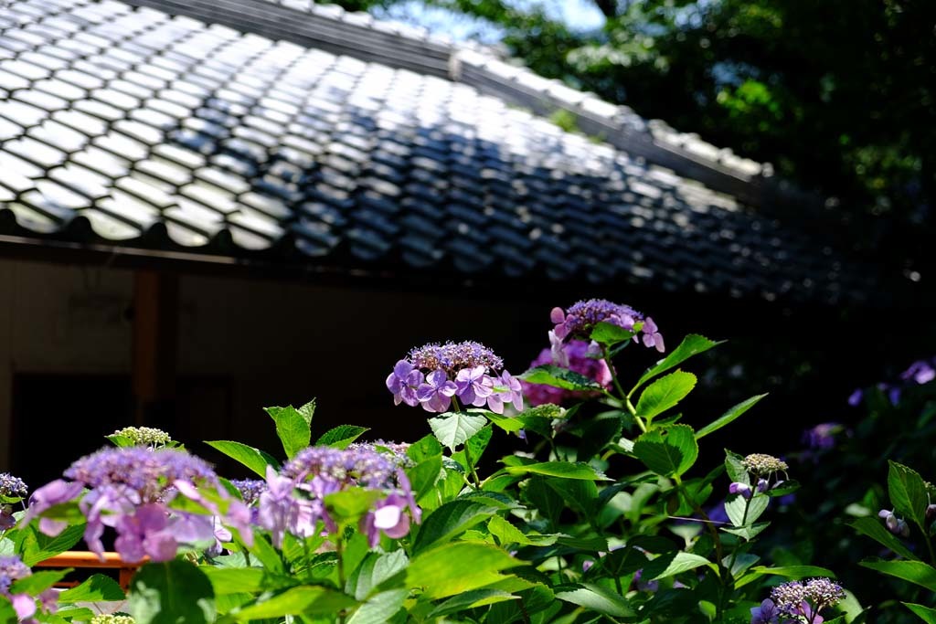 長谷寺の紫陽花@2018-06-25_d0250840_17414482.jpg