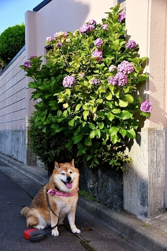 猛暑に思う_b0314043_07151738.jpg