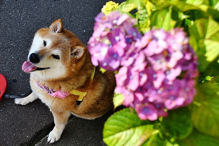 猛暑に思う_b0314043_07153906.jpg