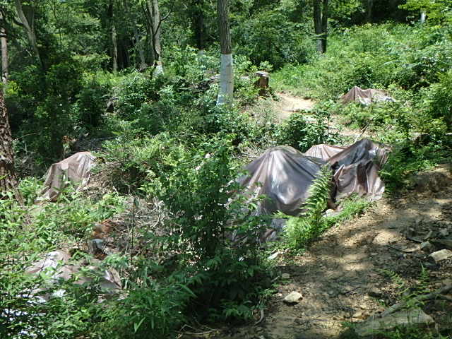 f0334143_838394.jpg
