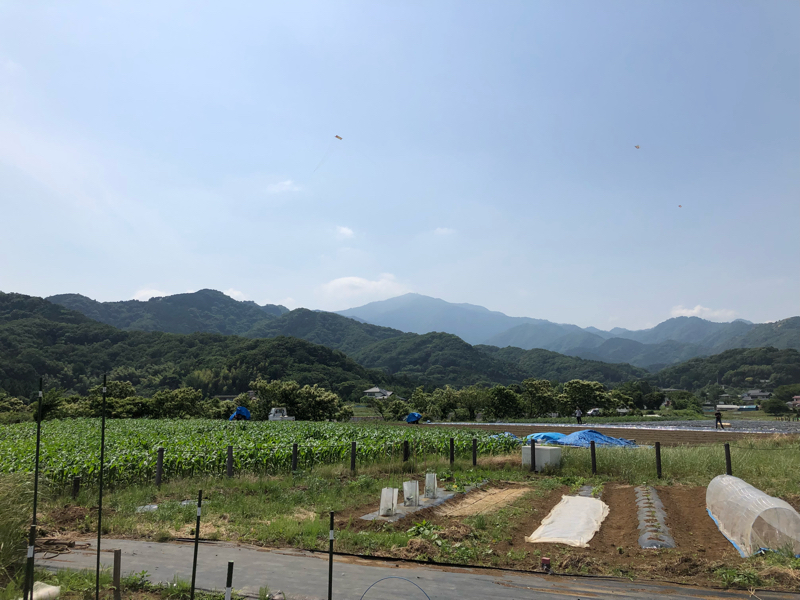 僕は豚だ! その7。_b0136045_14130392.jpg